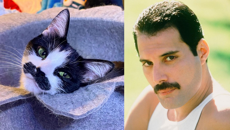 Gato com ‘bigode’ de Freddie Mercury viraliza nas redes sociais